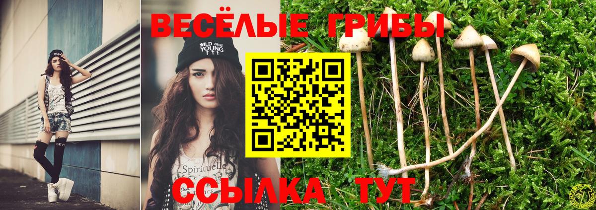Псилоцибиновые грибы Psilocybine cubensis Карталы
